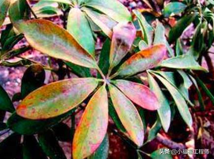 绿植叶子发蔫怎么回事,绿植叶片耷拉发蔫