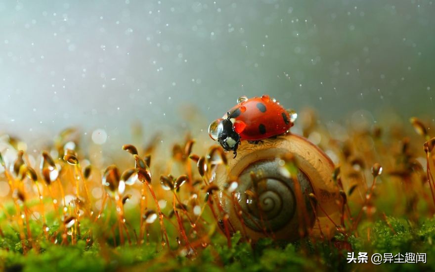 最漂亮的蜗牛图片,100幅蜗牛图片
