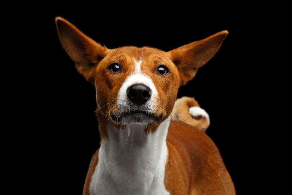 100种最难得一见的狗,10种最不常见的狗