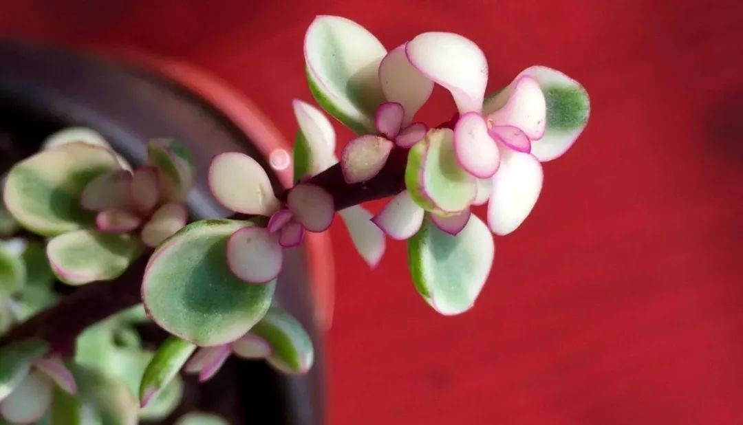 雅乐之舞多肉怎么开花,雅乐之舞多肉怎么才会开花