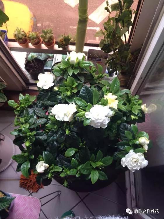 给花浇白醋会怎么样,给花浇营养液后叶子黄了