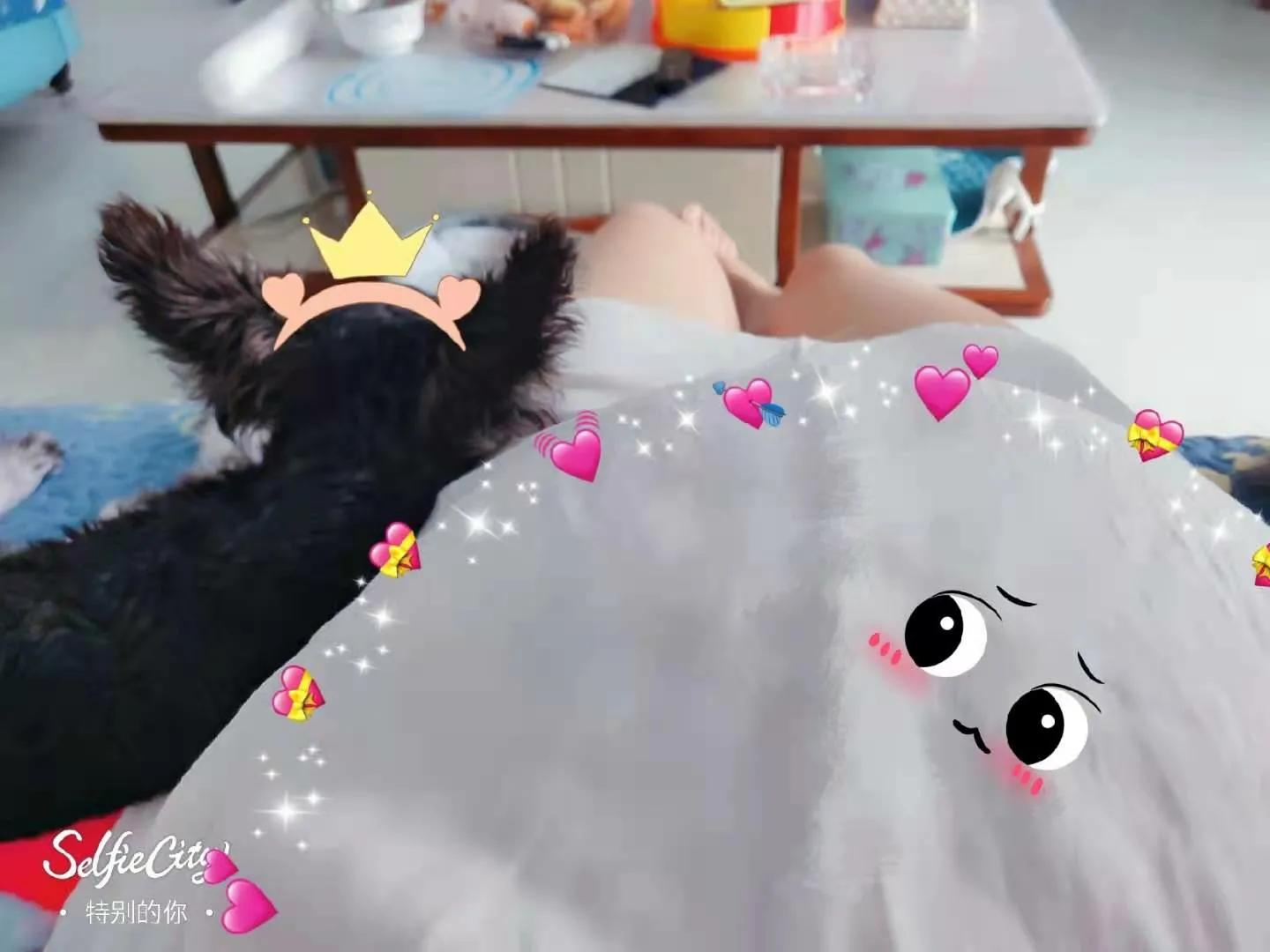 小狗是随时都可以怀孕吗,有狗狗后怀孕了注意什么