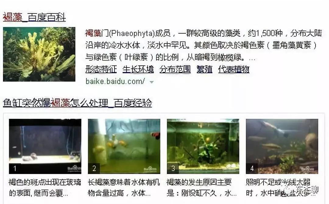 鱼缸中褐藻和绿藻的区别,海水藻缸褐藻需要清理吗