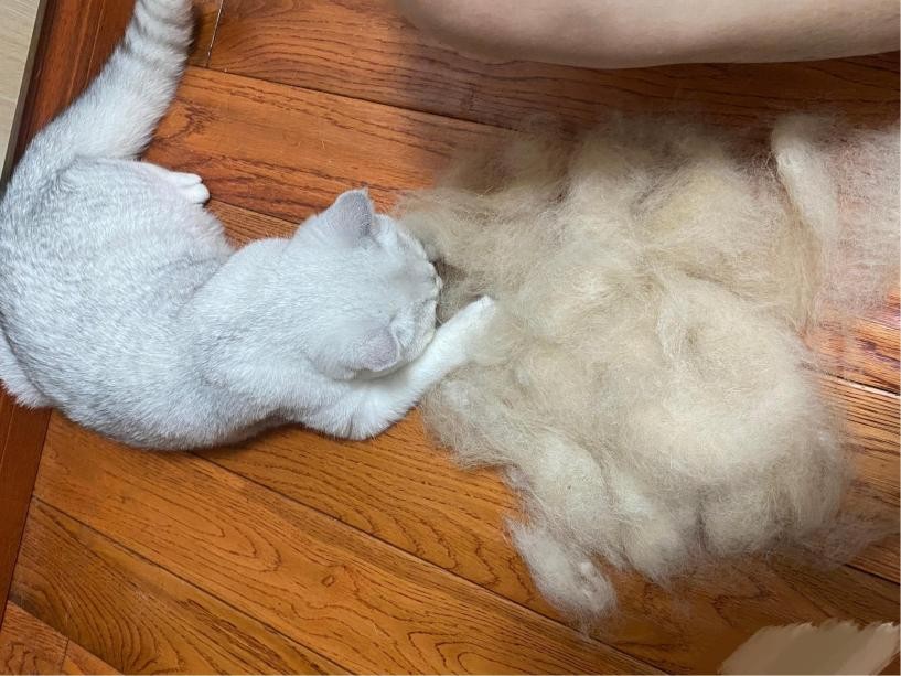 盘点铲屎官养的那些小宠物,铲屎官整宠物