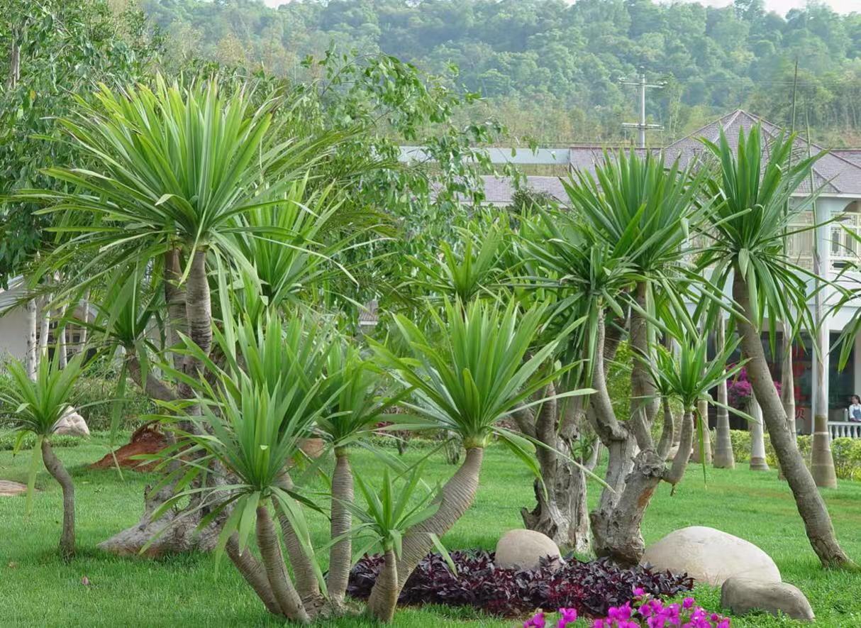 草莓长在树上好看吗,草莓是生命力顽强的植物