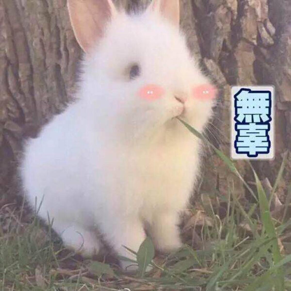 澳洲兔子吃什么好,澳洲兔子吃了什么