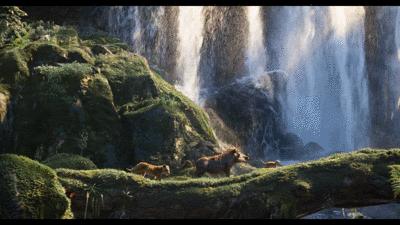 看完动画片狮子王电影观后感,观看狮子王简单的观后感