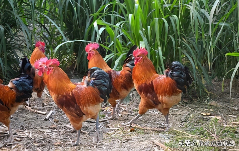 散养土鸡怎样找销售,自己散养土鸡怎么才能销售