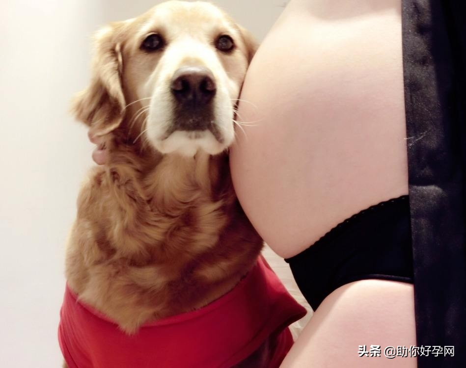 婆婆说怀孕不能养狗,央视辟谣怀孕不能养狗视频
