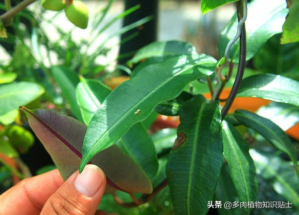 奇异油柑块根,奇异油柑原产地是哪里