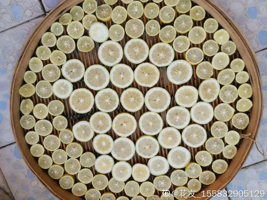 耐养的香水花,种室内香水花