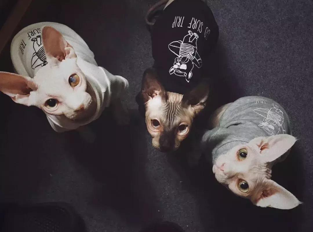 NOV007|饲养员@冯早早