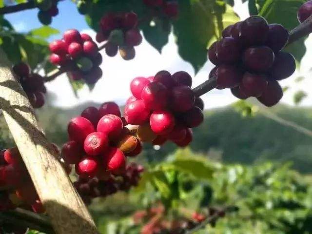 印度尼西亚苏门答腊岛和爪哇岛,为什么印尼的人口集中在爪哇岛