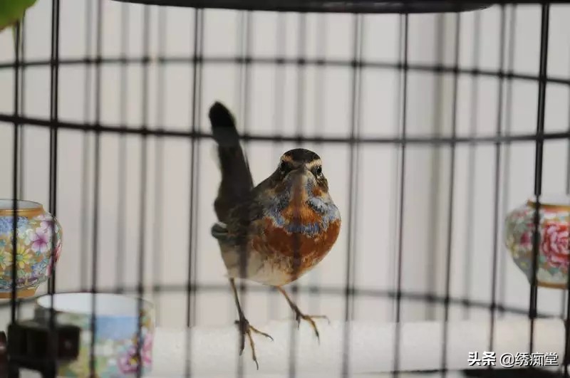 迷茫的养鸟朋友，看看这篇文章