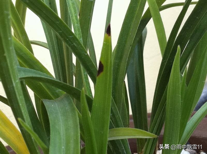 兰叶出现黑斑病如何处理,兰叶根部上有黑斑点怎么处理