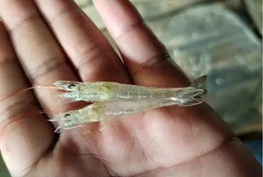 保肝养虾的正确方法,养殖对虾如何保肝护肠