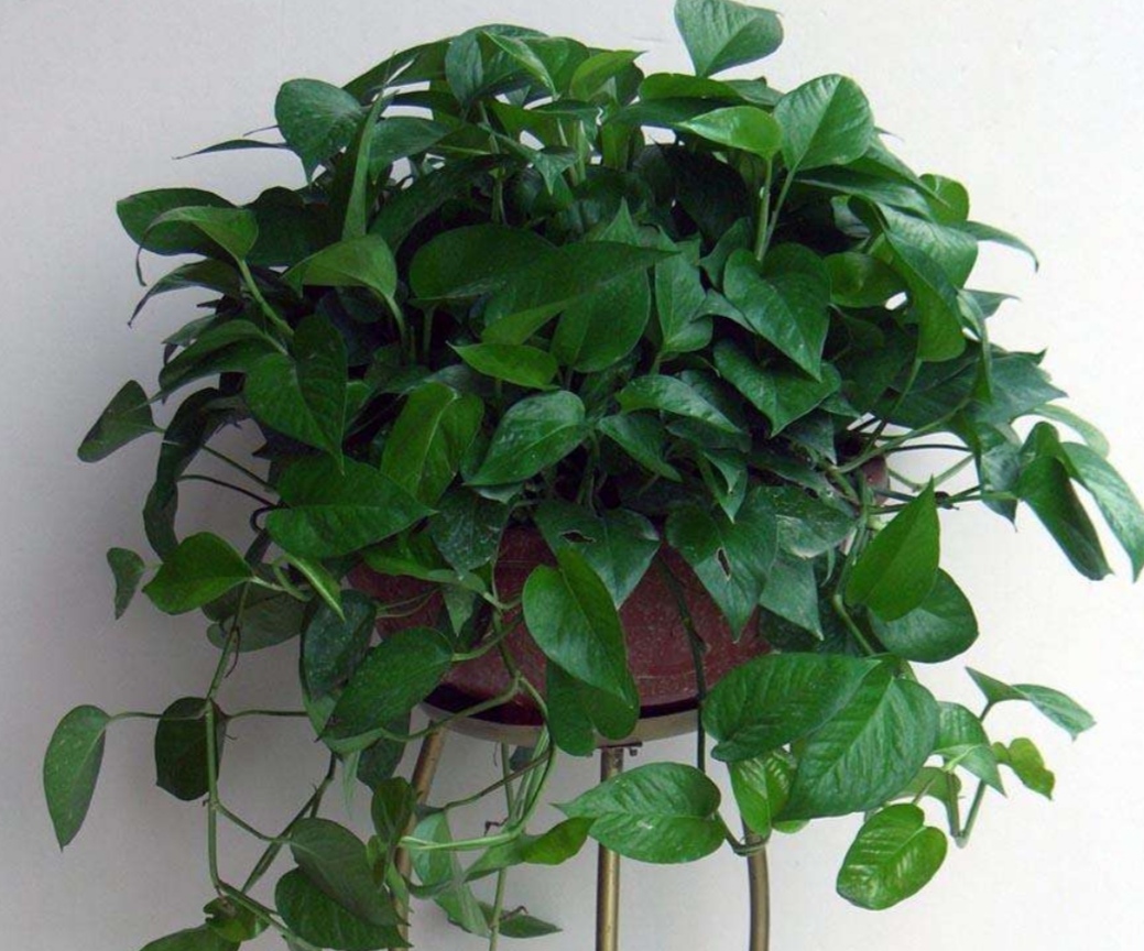 绿萝出现黄叶和烂根怎么处理,绿萝烂根黄叶的原因及解决方法