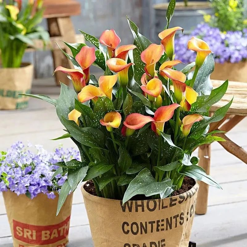 盘点世界各国国花你最喜欢哪种,什么品种的国花好