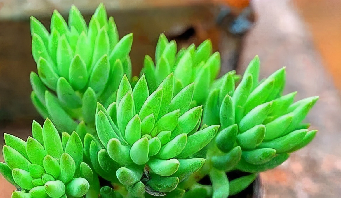 千佛手长势差,顺应“三习性”撒欢长,叶片肥美,密密麻麻挤满盆