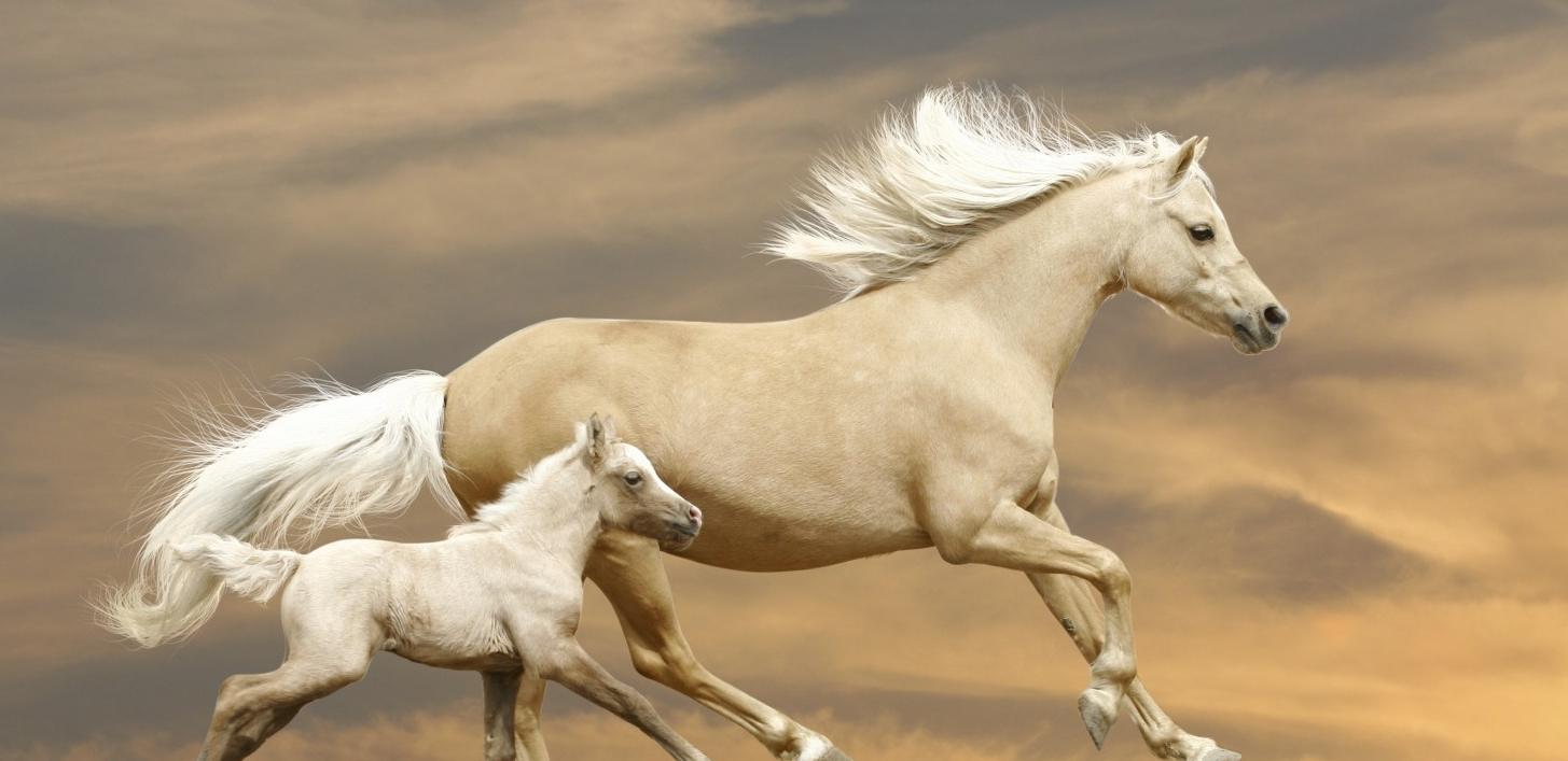 中华第一龙红山玉猪龙,中华第一龙红山玉龙英文介绍