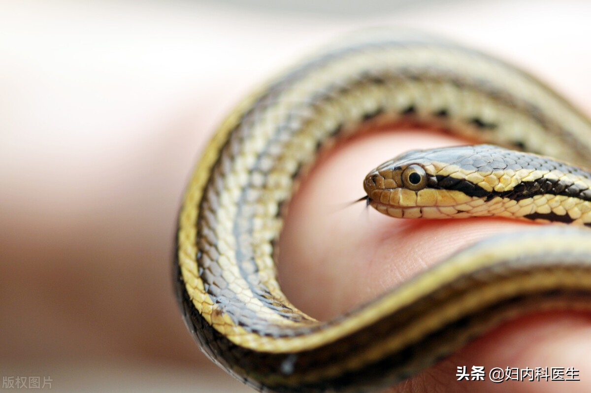 不幸被毒蛇咬伤应该要怎么办,被毒蛇咬伤如何自救