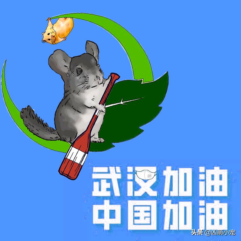 龙猫知识科普,龙猫科普动画片