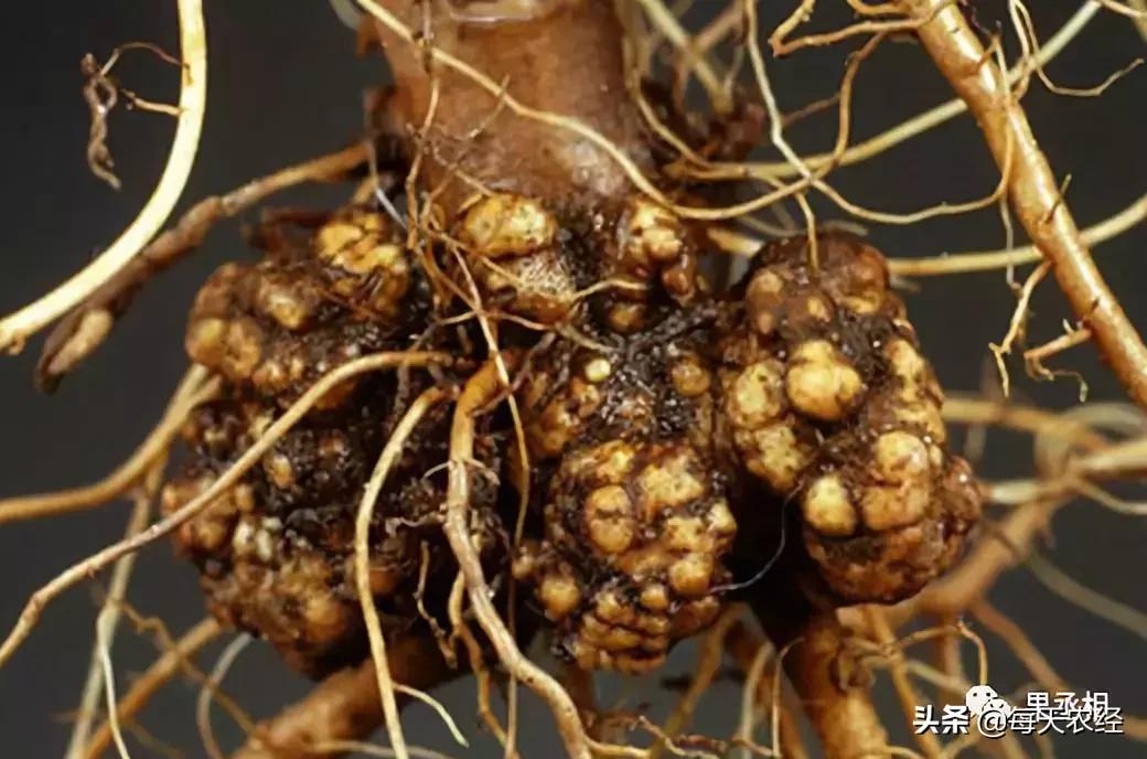 桃树根癌,桃树根腐病治疗方案