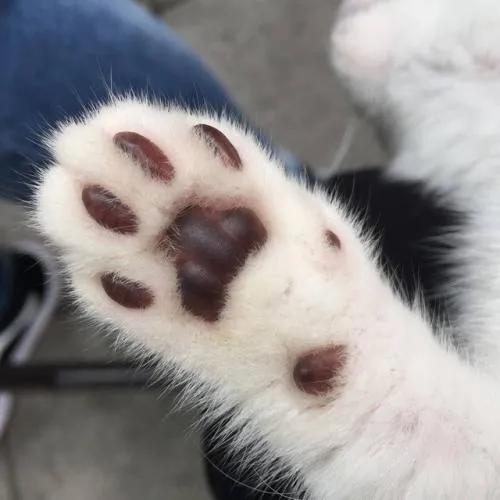 天气热怎么给猫散热,猫怕热怎么办最有效的方法