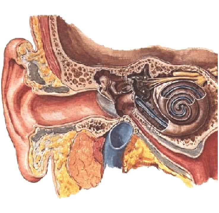 耳鸣一般不需治疗自己会消失,出现耳鸣要立即去医院吗