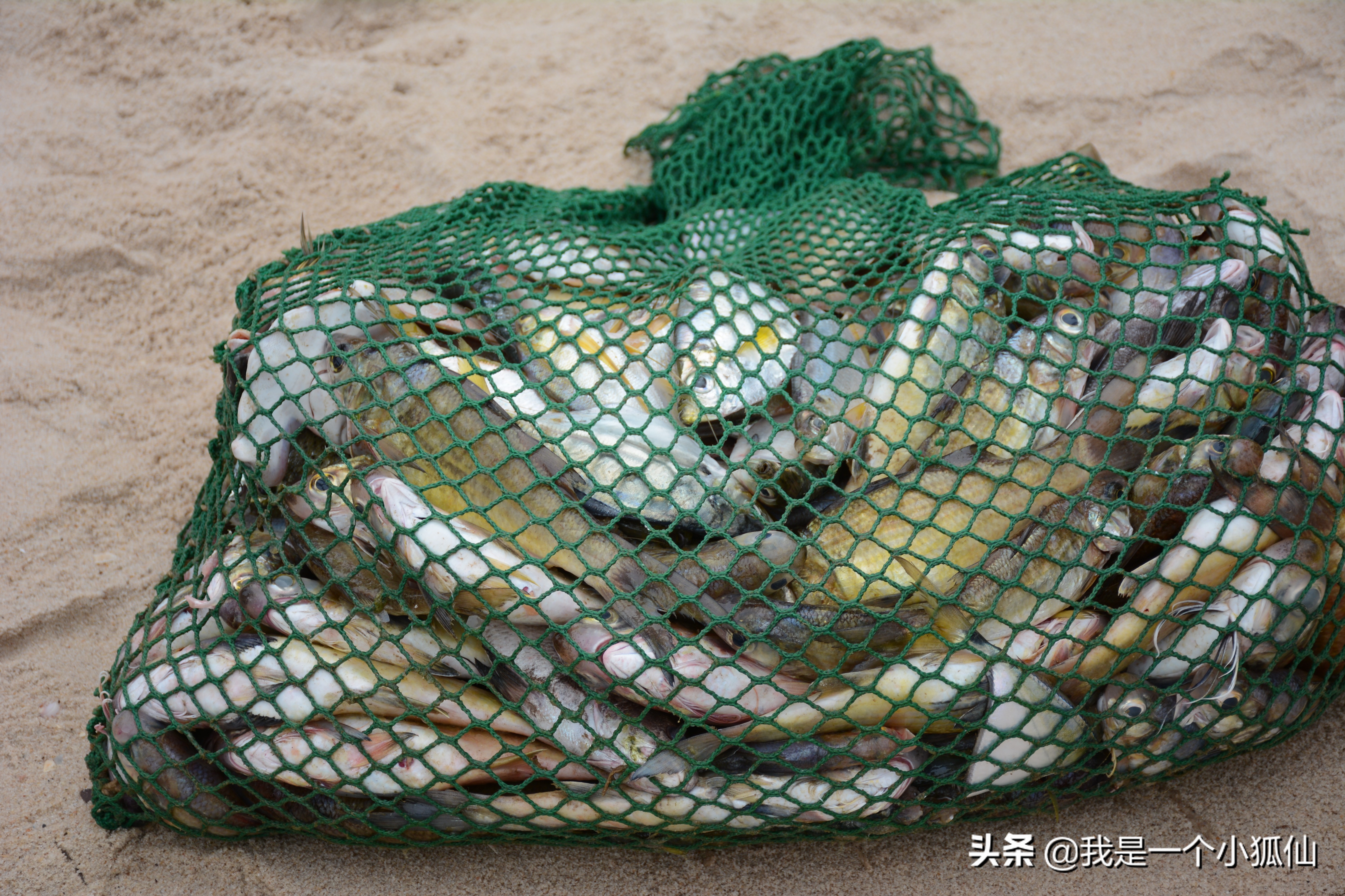 我在安哥拉海边等着驾独木舟打渔的黑人回来，买他们刚捞到的海鲜