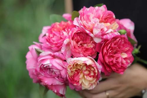 月季爱杜尔马奈图片,爱杜尔马奈月季没有条纹是怎么了