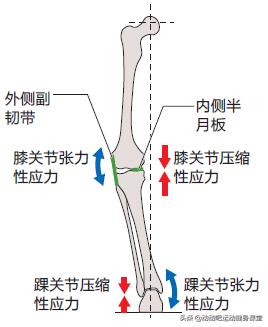 o型腿该怎么拯救,o型腿怎么拯救