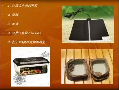 蛇类是怎么过冬的,饲养蛇类的方法是什么