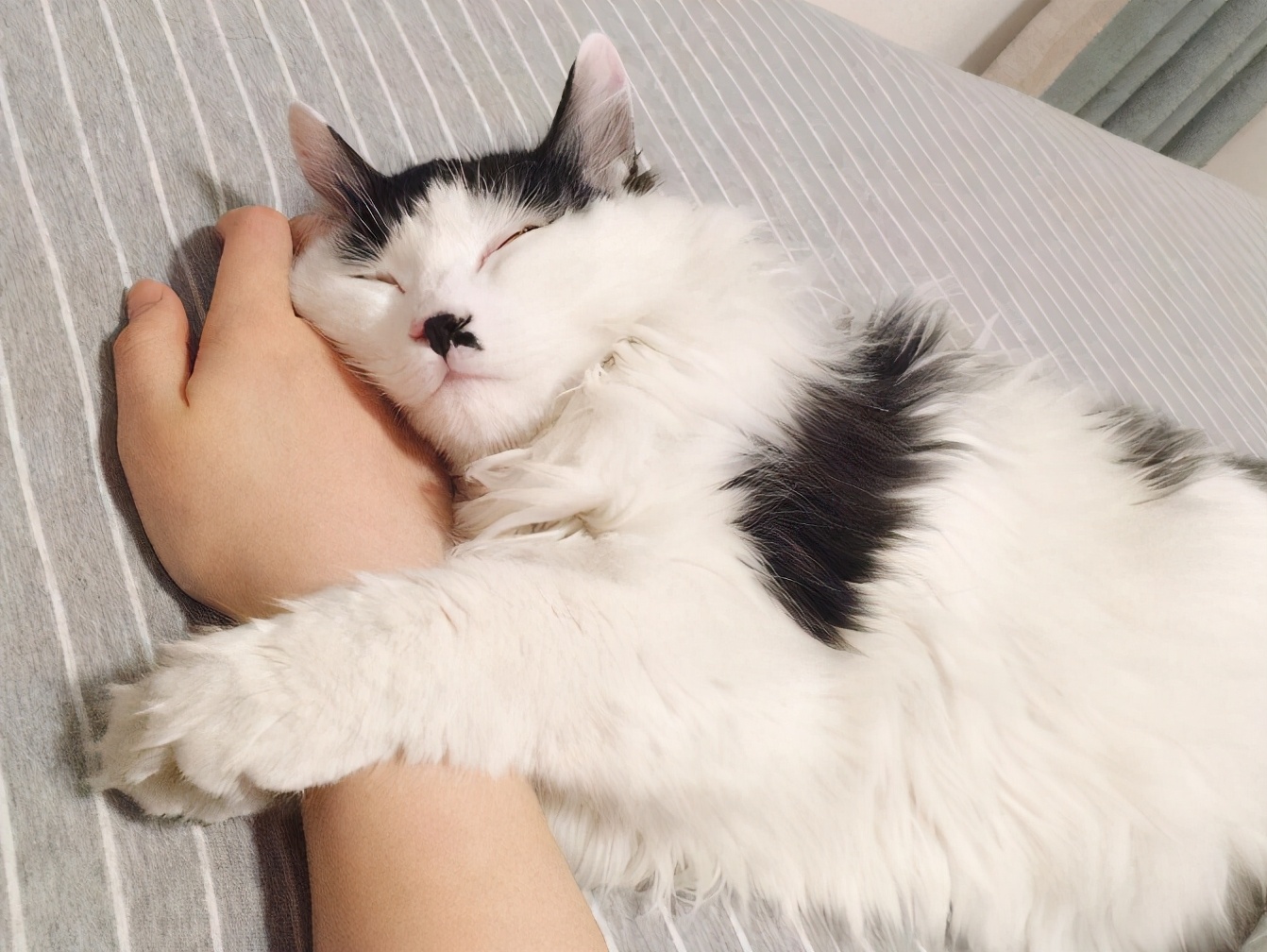 让猫咪粘主人的声音,让猫咪粘人的方法