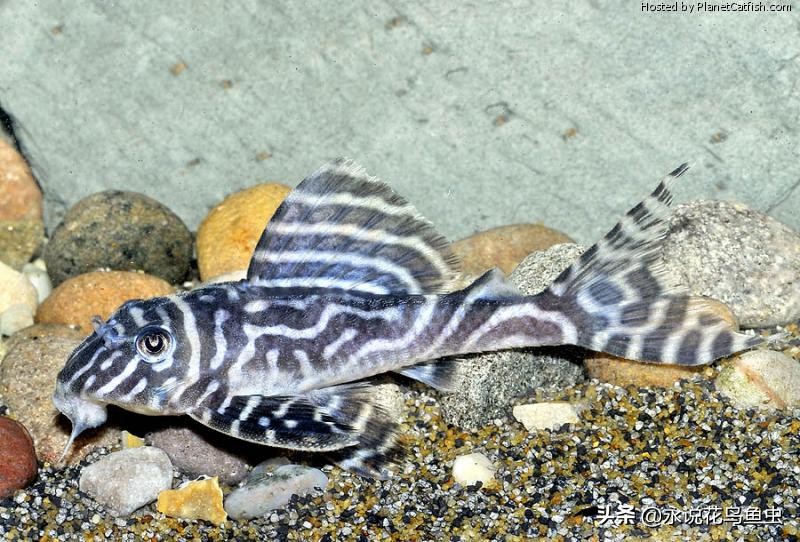 观赏鱼常见鱼病治疗方法