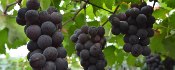 葡萄压枝生根最好方法,葡萄压枝生根最快方法