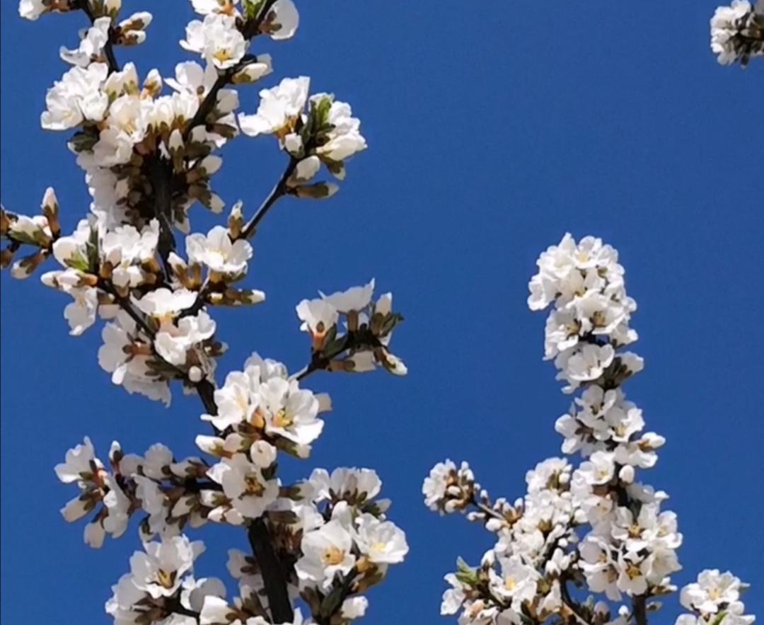 璇楃ぞ閲囬娲诲姩,浼楀垱璇楃ぞ涓冨緥