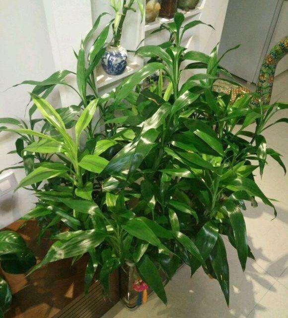 适合一年四季懒人养的绿植,这些绿植养在家里高级又实用