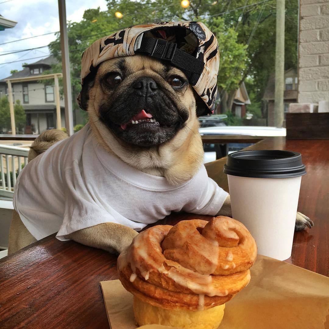 巴哥犬不适合吃什么食物呢,巴哥犬除了能吃狗粮还能吃什么