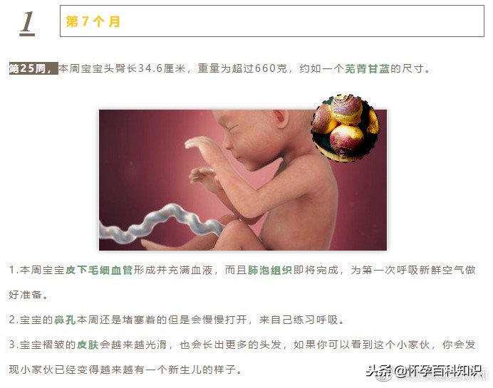 怀孕各个时期胎儿发育过程,怀孕的过程要几天