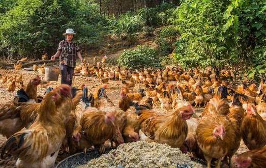 致富商机农村冷门小型加工厂,农村冷门小本创业生意