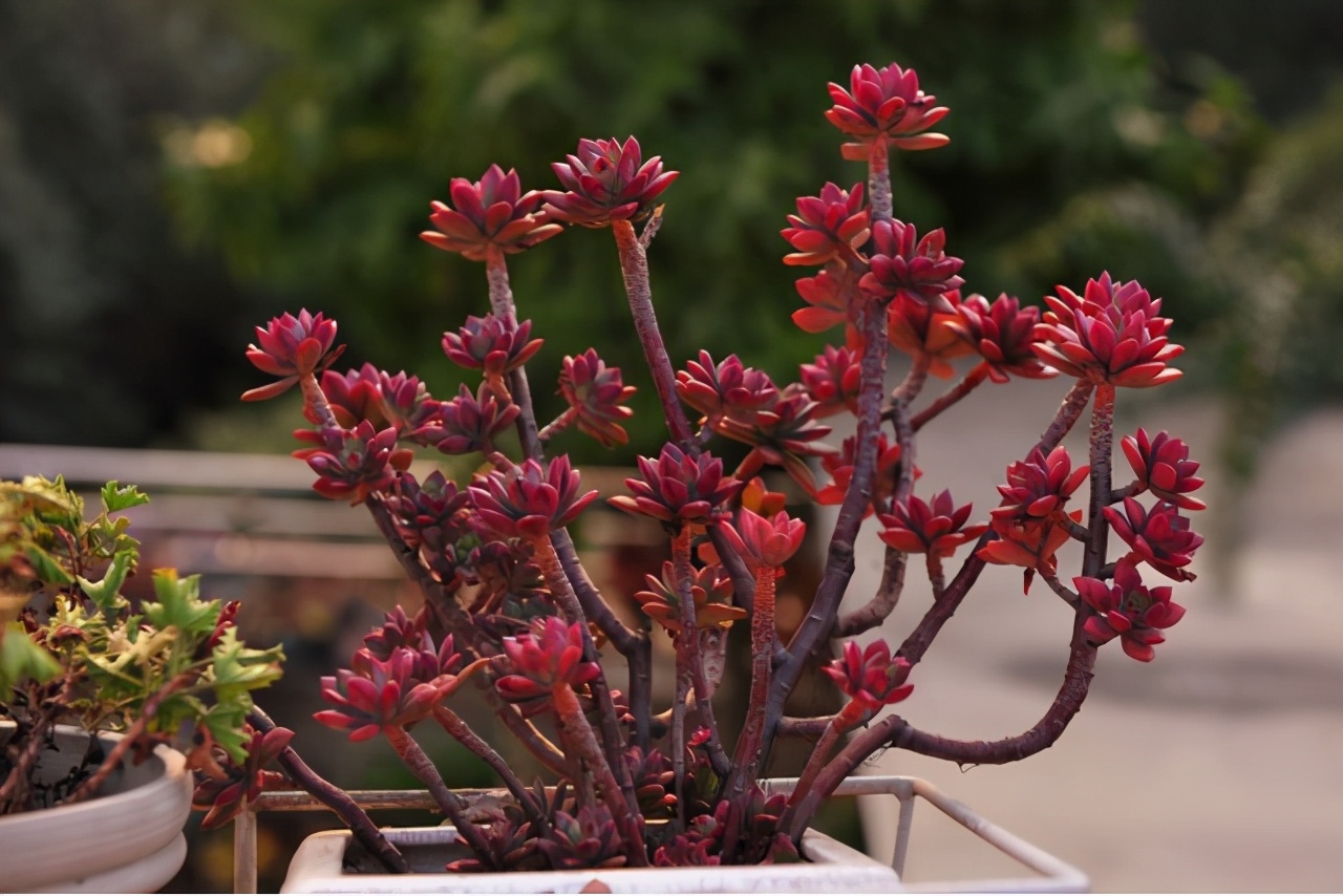 10种多肉天生爱徒长，不能“宠”着养，虐一虐才漂亮