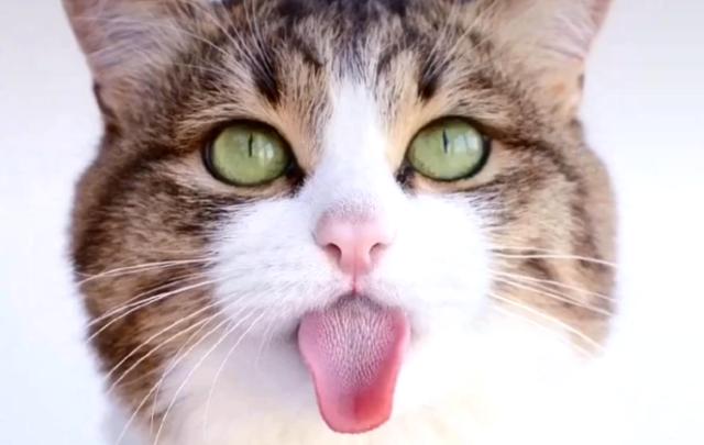 新手养猫公猫还是母猫好点,新手养猫选公的