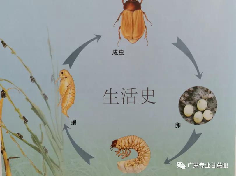 淡水龟的防治方法,猪鼻龟病虫害防治