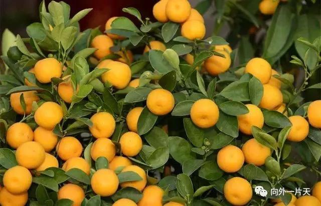 去南京旅游有什么特产值得带回,各地值得带的特产