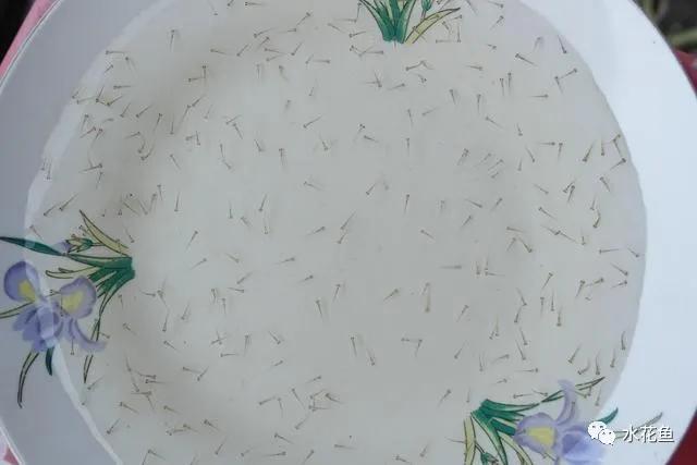 怎样提高鲫鱼水花下塘成活率,水花鱼苗下塘怎么处理