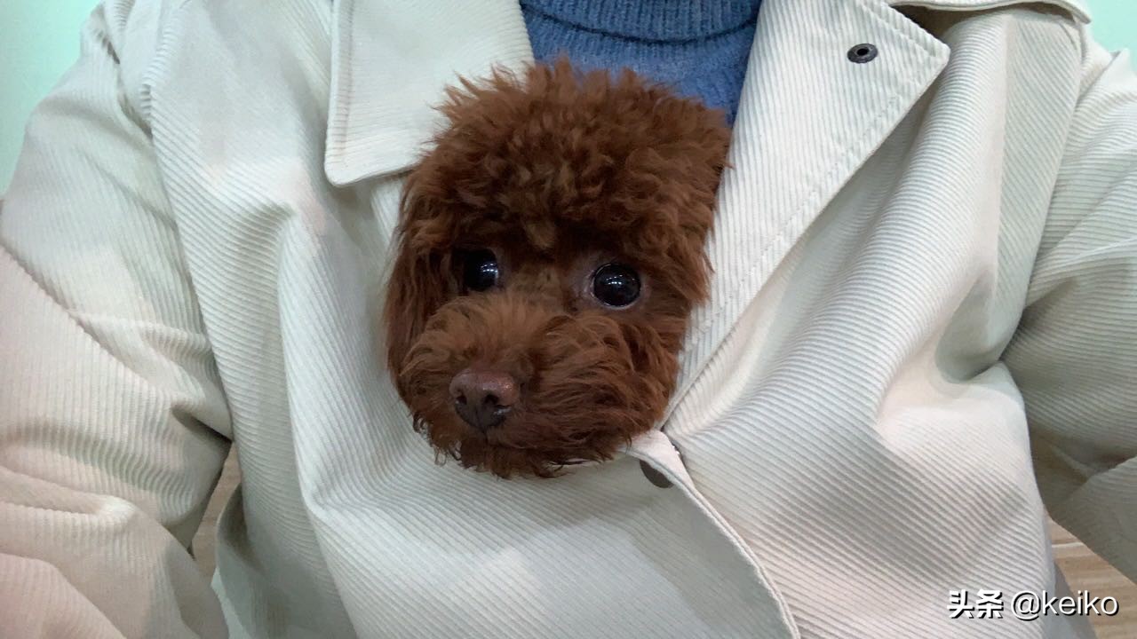 巴贝斯寄生虫治疗多久,巴贝斯寄生虫会传染人吗