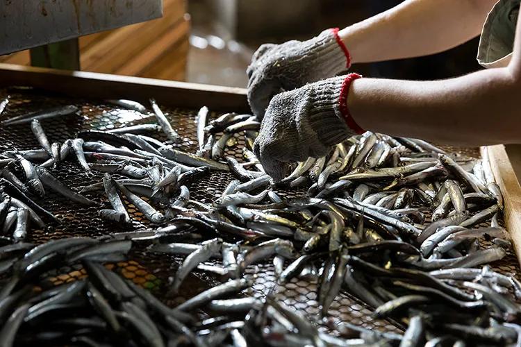 赞岐乌冬面,赞岐乌冬面180克