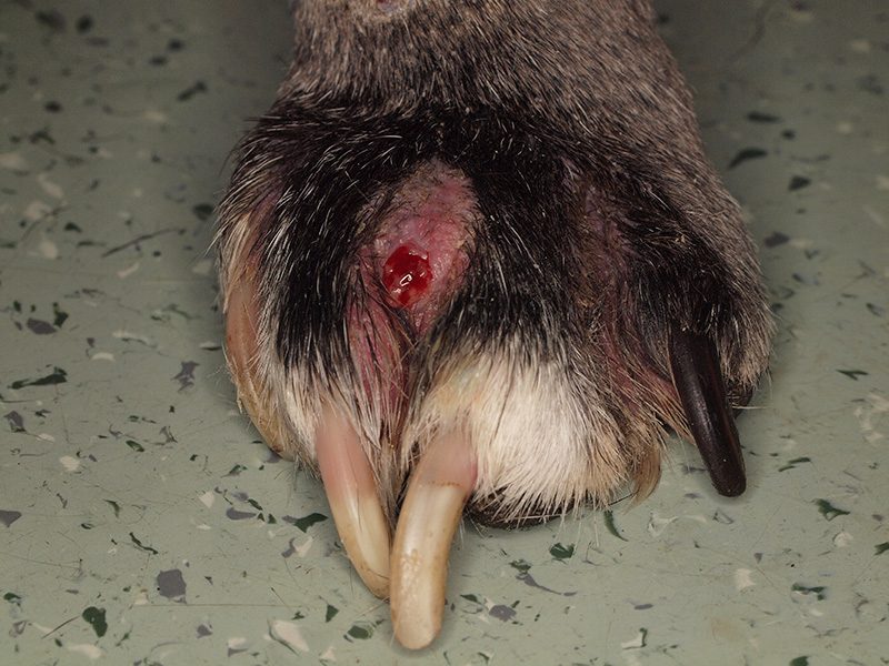 狗狗擦脚会得趾间炎吗,狗狗频繁舔自己脚怎么回事