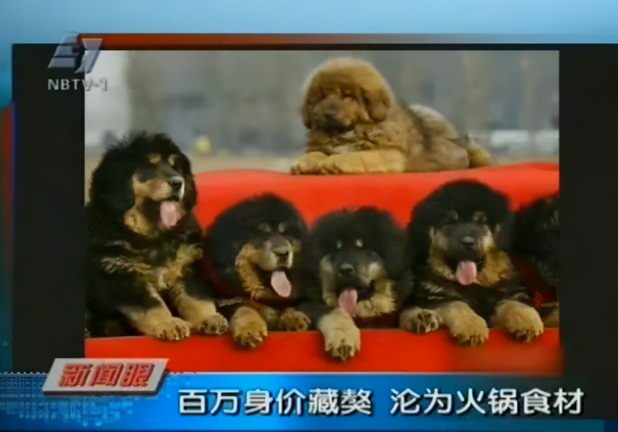 藏獒从东方神犬到无人问津,藏獒泡沫破灭